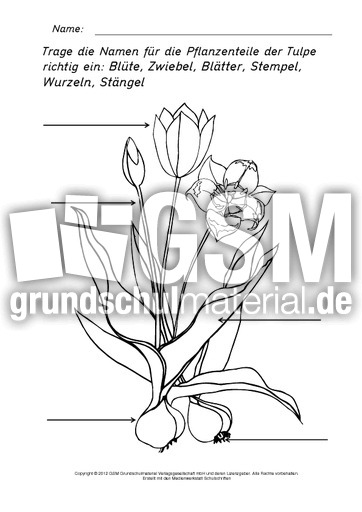 Teile-der-Tulpe-beschriften-ausmalen.pdf